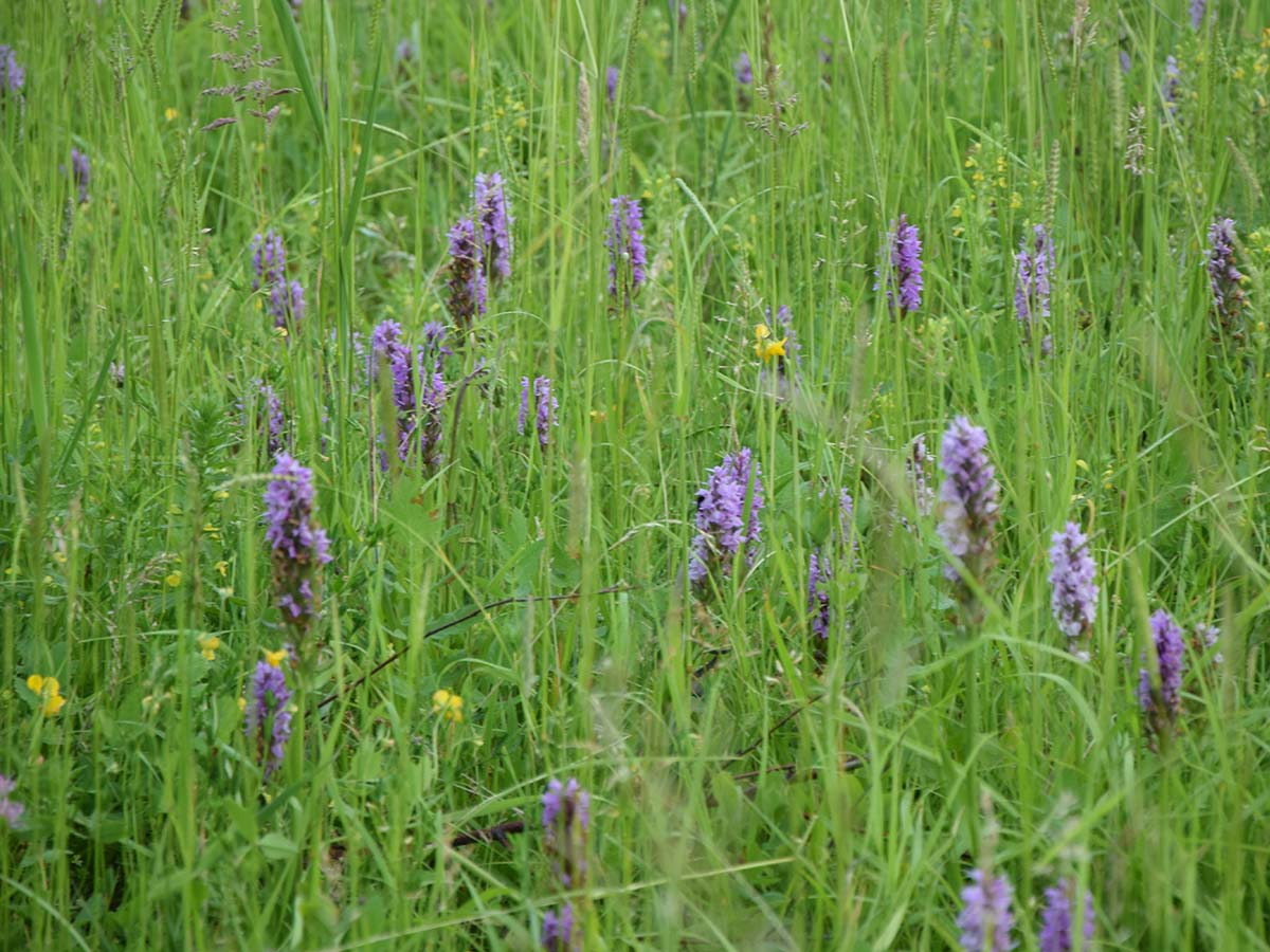 De plantenwerkgroep organiseert maandelijkse winterbijeenkomsten